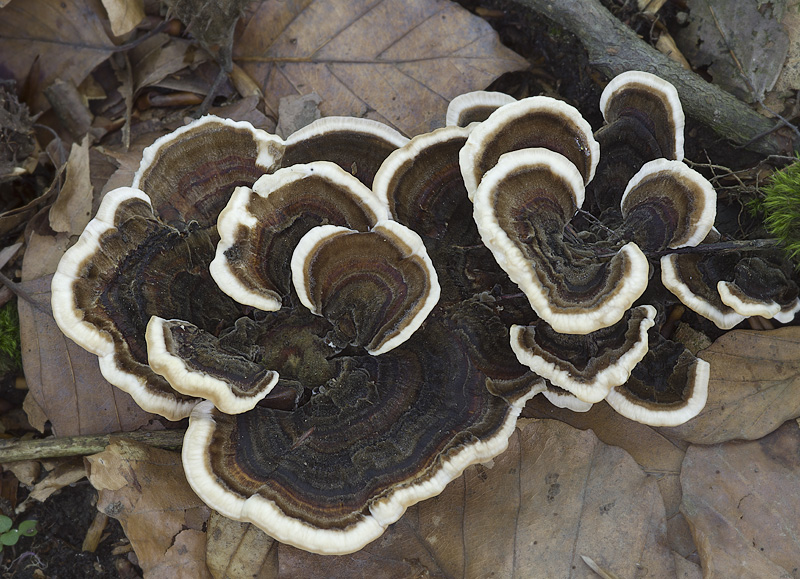 Trametes versicolor